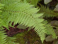 Многорядник щетинконосный, угловатый – Polystichum setiferum (Forssk) Woyn.