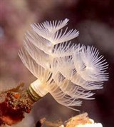 Многощетинковые черви (Перистые черви протулы)