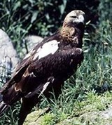 Могильник (Aquila heliaca)