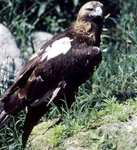 Могильник (Aquila heliaca)