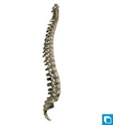 Модель позвоночного столба