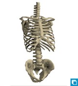 Модель скелета (торс)