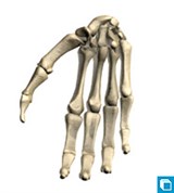 Модель скелета кисти