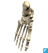 Модель скелета стопы