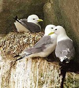 Моевка (у гнезда)