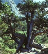 Можжевельник (реликтовый)