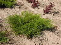 Можжевельник горизонтальный, распростертый, ползучий – Juniperus horizontalis Moench.