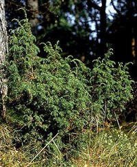 Можжевельник обыкновенный