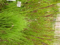 Молиния голубая, синявка – Molinia coerulea (L.) Moench. (1)