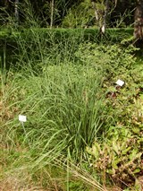 Молиния голубая, синявка – Molinia coerulea (L.) Moench. (3)