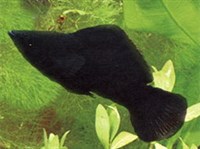 Моллиенезия широкоплавничная