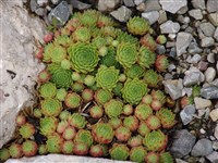 Молодило Фанки – Sempervivum x funckii C.Sm.
