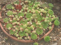 Молодило Целебора, русское – Sempervivum zeleborii Schott.