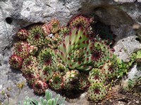 Молодило известняковое – Sempervivum calcareum Jordan.