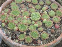 Молодило кавказское – Sempervivum caucasicum Rupr.ex Boiss.