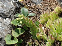 Молодило кантабриенское – Sempervivum cantabricum Huber.