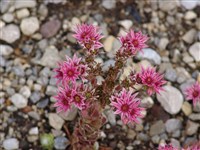 Молодило красное – Sempervivum erythraeum Velen.
