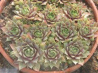 Молодило кровельное – Sempervivum tectorum L. (1)