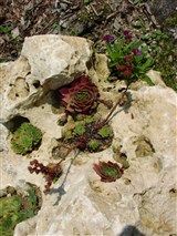 Молодило кровельное – Sempervivum tectorum L. (3)