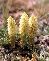 Молодило отпрысковое