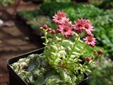 Молодило паутинистое – Sempervivum arachnoideum L. (2)