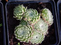 Молодило реснитчатое – Sempervivum ciliosum Craib.