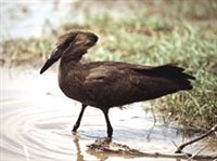 Молотоглав (слайд)