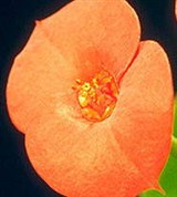 Молочай (цветки)