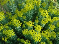 Молочай Сегиеров, Джерарда – Euphorbia seguieriana Necker. (1)