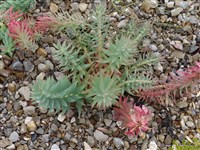 Молочай жесткий – Euphorbia rigida Bieb.