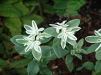 Молочай окаймленный, пестрый – Euphorbia marginata Pursh.