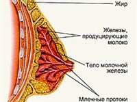 Молочные железы (схема)