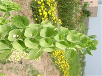 Молуцелла гладкая, ирландские колокольчики – Moluccella laevis L. (1)