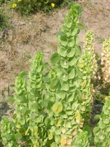 Молуцелла гладкая, ирландские колокольчики – Moluccella laevis L. (2)