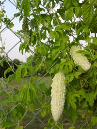 Момордика Харантия – Momordica charantia L.