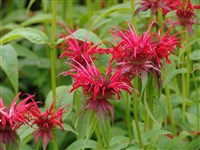 Монарда двойчатая, шарлаховая – Monarda didima L.