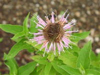 Монарда дудчатая, мягкая – Monarda fistulosa L.