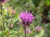 Монарда мятолистная – Monarda menthifolia Graham.