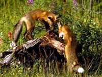 Моногамия (в зоологии)