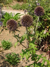 Мордовник Гмелина – Echinops Gmelinii Turch.