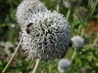 Мордовник возвышенный – Echinops exaltatus Schrad.