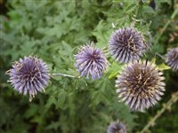 Мордовник обыкновенный, крутай – Echinops ritro L. (1)