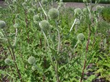 Мордовник обыкновенный, крутай – Echinops ritro L. (2)