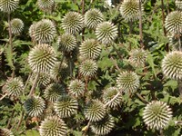 Мордовник шароголовый – Echinops sphaerocephalus L.
