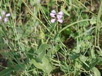 Морикандия полевая – Moricandia arvensis (L.) DC.