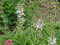 Морина длиннолистная – Morina longifolia Wallich ex DC.