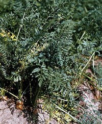 Морковь посевная