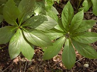 Морозник восточный – Helleborus orientalis Lam. (1)