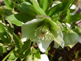 Морозник восточный – Helleborus orientalis Lam. (2)