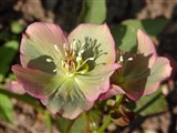 Морозник восточный – Helleborus orientalis Lam. (4)